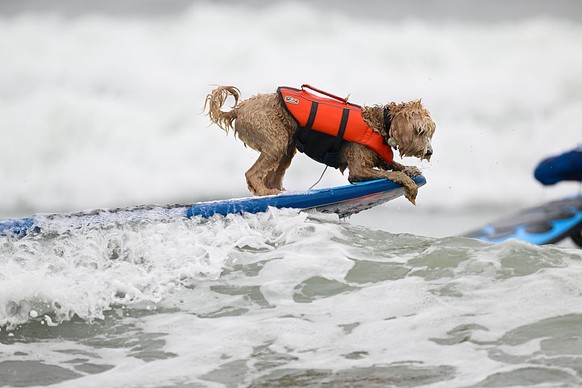 LES CHAMPIONNATS DU MONDE DE SURF CANIN en Californie