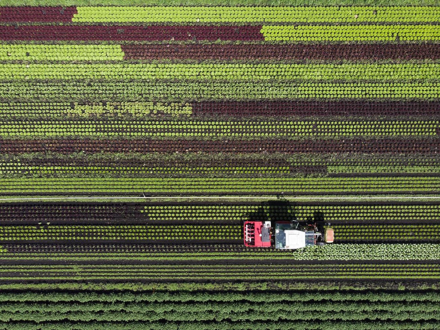 A tractor with the prototype of the plant protection robot on a salad field, photographed during a presentation of the project plant protection robot, on Friday, June 1, 2018 in Galmitz. A plant prote ...