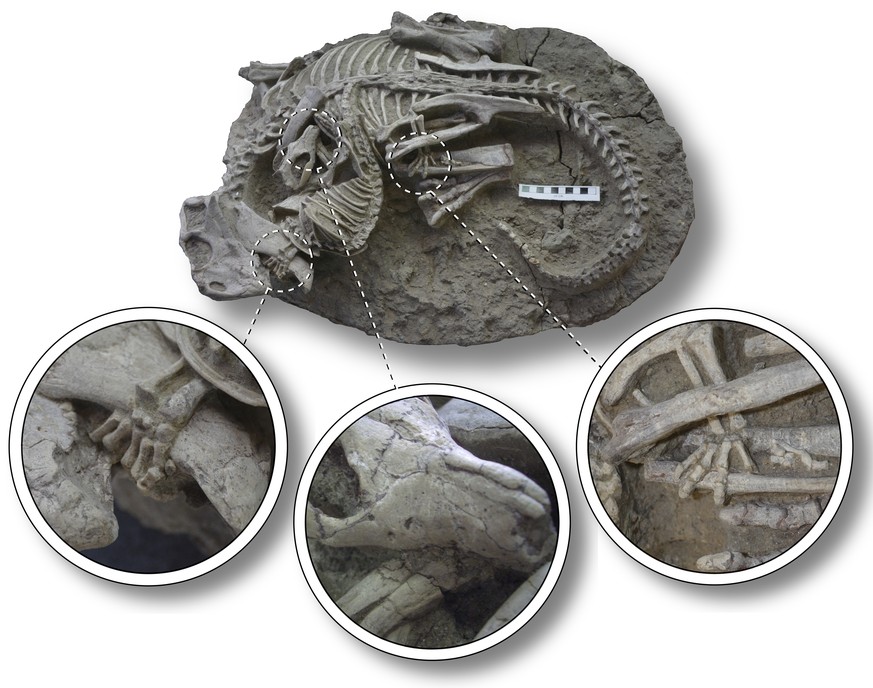 This image provided by the Canadian Museum of Nature shows entangled dinosaur and mammal skeletons with details of their interaction. The scale bar equals 10 cm. The unusual fossil from China suggests ...