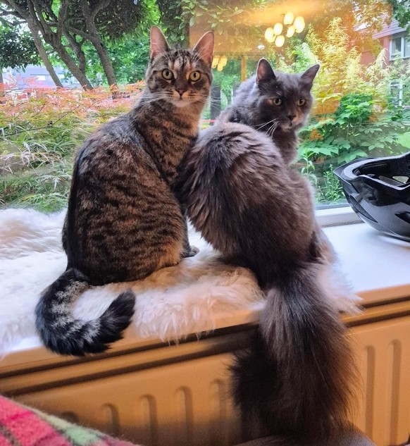 Katzen am Fenster