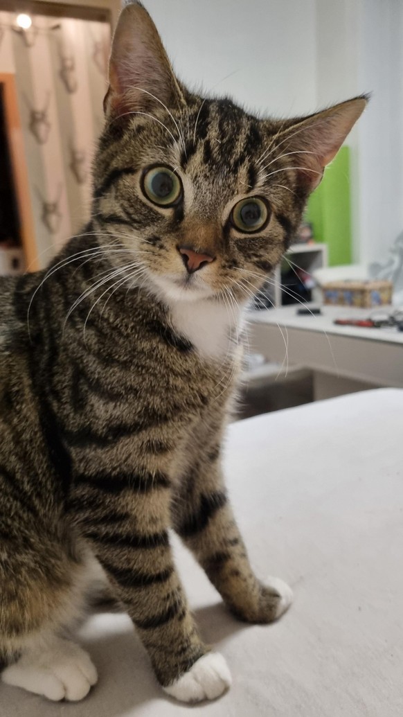 cute news tier katze

https://www.reddit.com/r/cats/comments/1exibmb/did_you_say_treats/