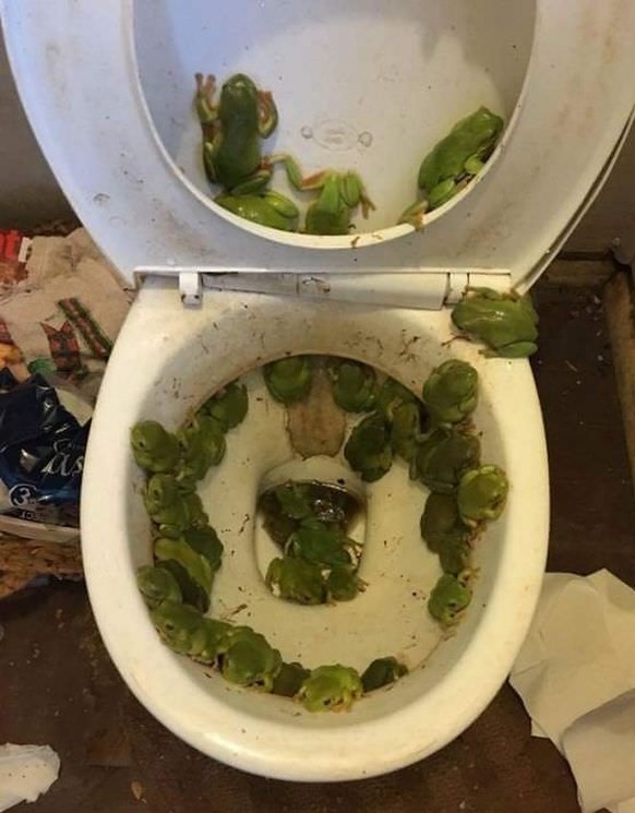 Creepy nature - Frösche im WC