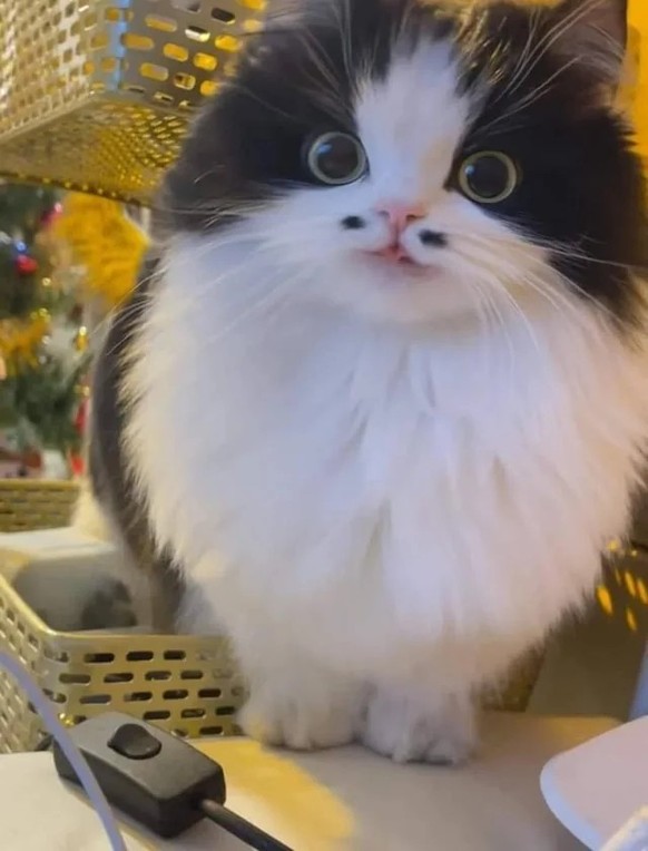 cute news tier katze

https://www.reddit.com/r/Awww/comments/16fmlin/monsieur_cat/