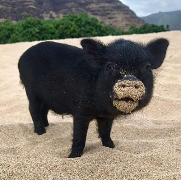 cute news tier schwein

https://imgur.com/t/aww/nczxQP8