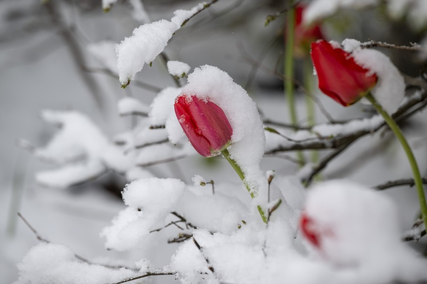 Der Schneefall bringt den Winter zurueck, wie hier in einem Garten in Engelberg im Kanton Obwalden auf 1000 Meter ueber Meer am Donnerstag, 18. April 2024. (KEYSTONE/Urs Flueeler)
