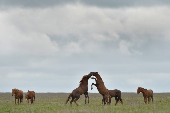 Les chevaux ont été domestiqués dans la steppe pontique-caspienne.