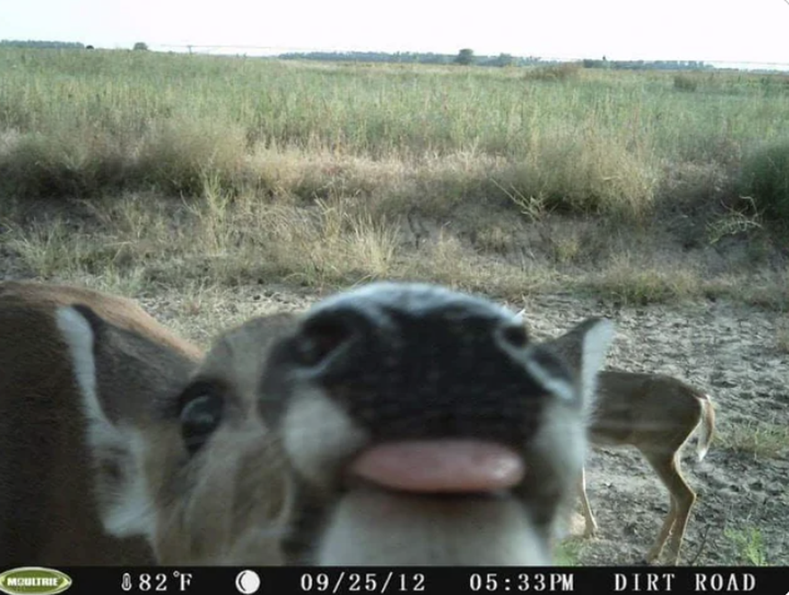 Lustige Tierbilder, aufgenommen mit einer Wildtierkamera