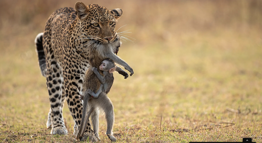 Wildlife Photographer of the Year People’s Choice Award, Leopardin