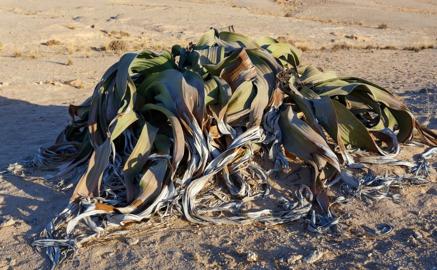 Welwitschia mirabilis.