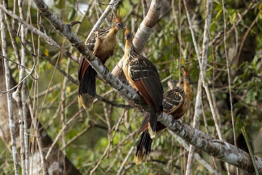 epa10084789 View of several hoatzin (Opisthocomus hoazin) on the banks of the Laguna Grande de Cuyabeno at the Yasuni National Park, Ecuador, 28 May 2022 (issued 21 July 2022). The Amazon pink dolphin ...