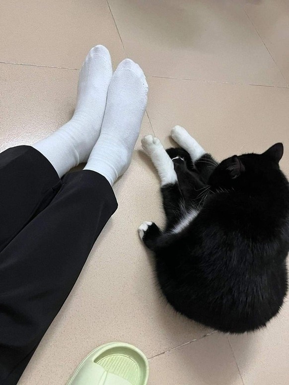 cute news tier katze

https://www.facebook.com/photo/?fbid=346396841258417&amp;amp;set=pb.100076643115053.-2207520000