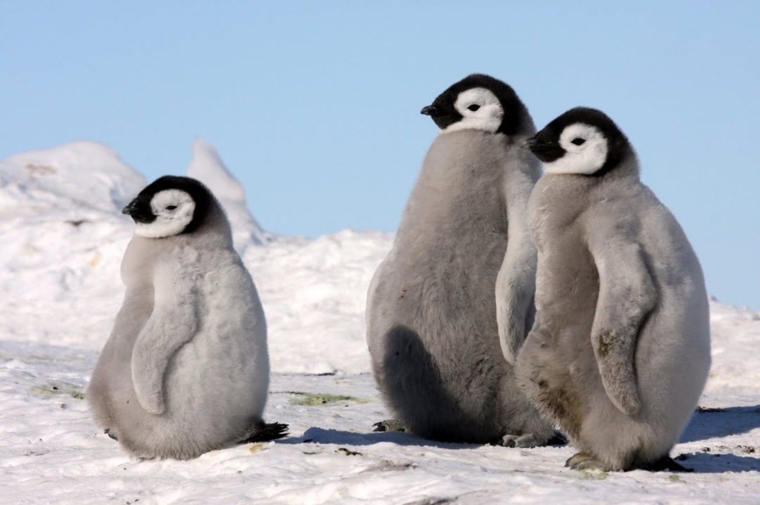 manchot empereur bébés