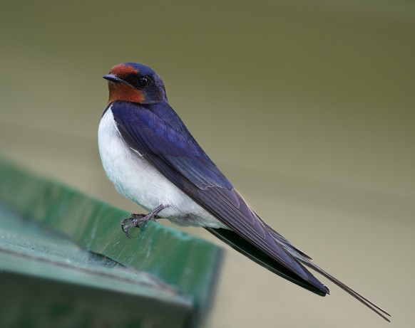 Une hirondelle rustique.