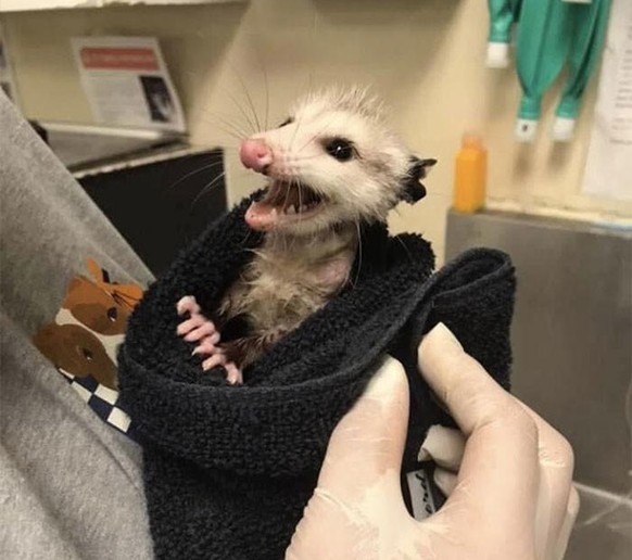cute news animal tier
https://www.boredpanda.com/funny-stuck-animals/?cexp_id=43962&cexp_var=26&_f=featured&utm_source=google&utm_medium=organic&utm_campaign=o ...
