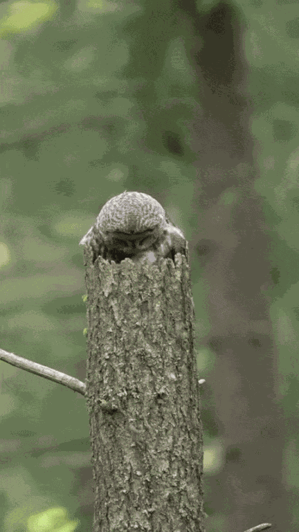GIF animé