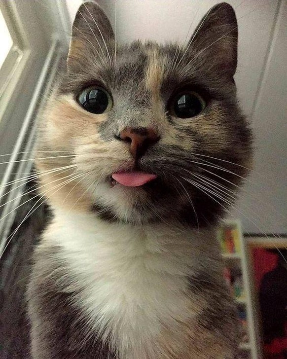 cute news animal tier katze cat

https://imgur.com/t/animal/PadslvY