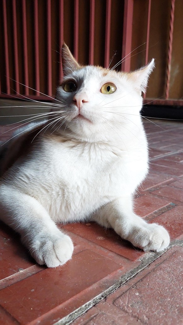 cute news tier katze

https://www.reddit.com/r/WhatsWrongWithYourCat/comments/1goydo2/mochi_you_cant_eat_20_times_a_day_him/