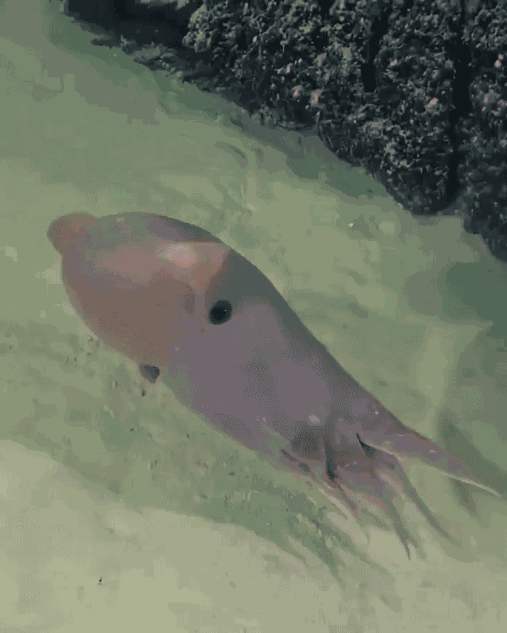 GIF animé