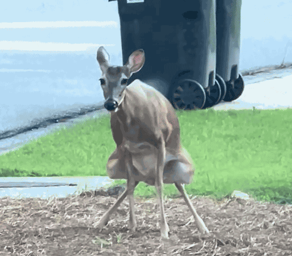 GIF animé