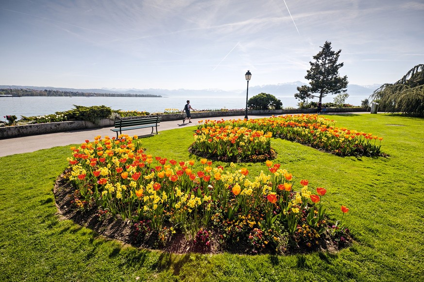 Morges Tulpen Rauszeit Weltreise in der Schweiz