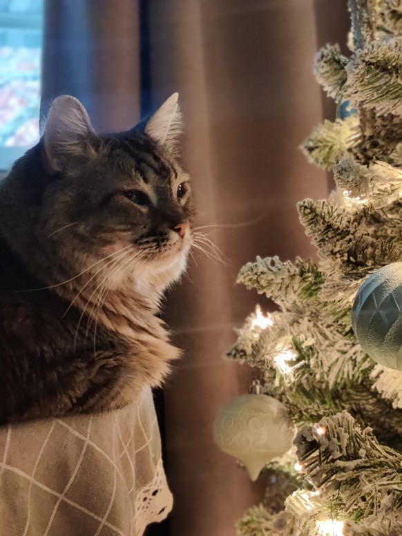 cute news tier katze weihnachtsbaum

https://imgur.com/t/aww/ho15nIl