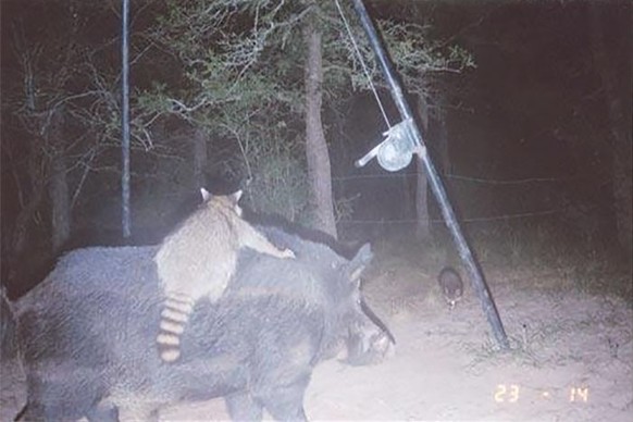 cute news tier wildtierkamera

https://www.reddit.com/r/funny/comments/mcumt/just_a_raccoon_riding_a_hog/