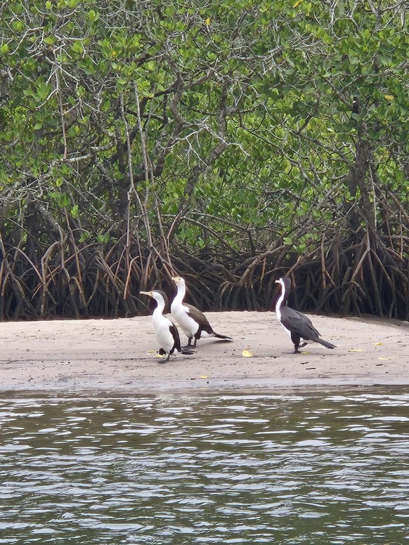 corinas bilder australien cute news