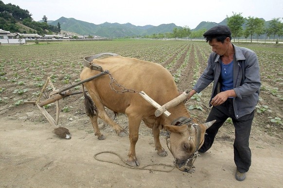 A farmer attaches a wooden plough to an ox in a rural cooperative 300km from the capital Pyongyang Sunday 06 June 2004. Acute fuel shortages have resulted in widespread abandonment of such mechanised  ...