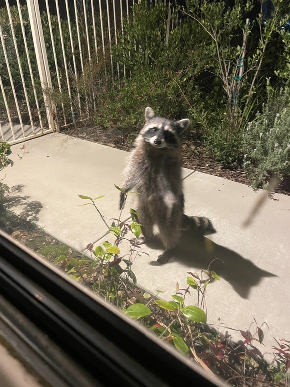 cute news tier raccoon

https://www.reddit.com/r/Raccoons/comments/1ixotcs/how_old_is_this_fella_stopped_by_earlier_this/