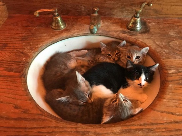 cute news animal tier cat katze

https://www.reddit.com/r/cats/comments/rpa6gq/how_many_kittens_are_in_da_sink/