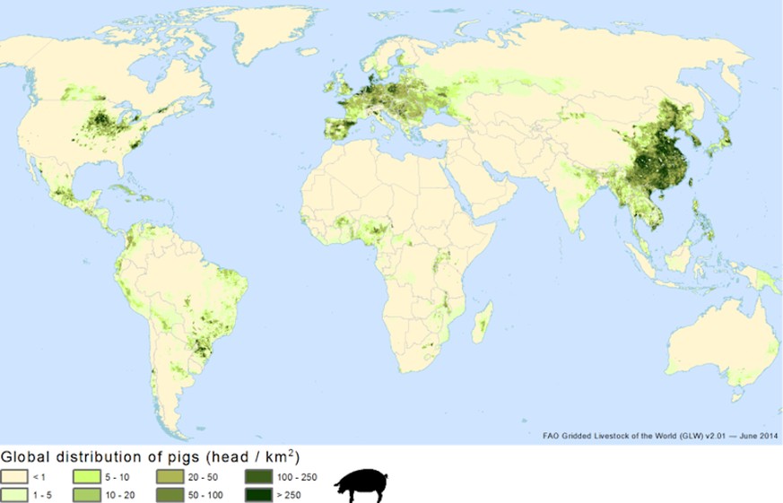 La Chine et le Sud-est asiatique, devant l’Europe et l’Amérique du Nord sont les principales zones d’élevages de porcs dans le monde.