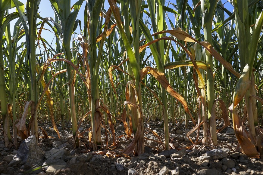 epa10108388 The sun shines over a cornfield near Wellin, south of Belgium, 06 August 2022. The drought continues to impact the provinces of Namur and Luxembourg as new municipalities have taken measur ...