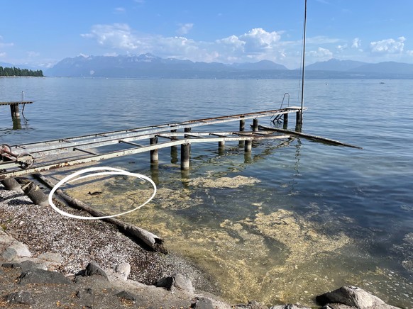 Le pollen de conifères flotte sur le Léman en mai 2026.