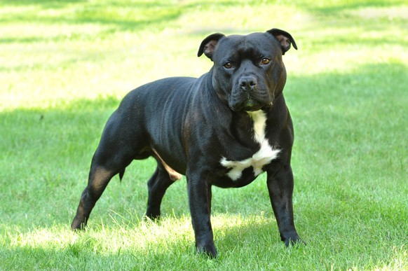 American staffordshire terrier portrait