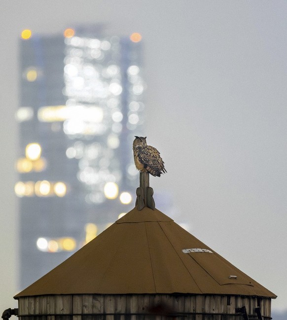 Falco régnait sur New York. (Courtesy David Lei via AP)