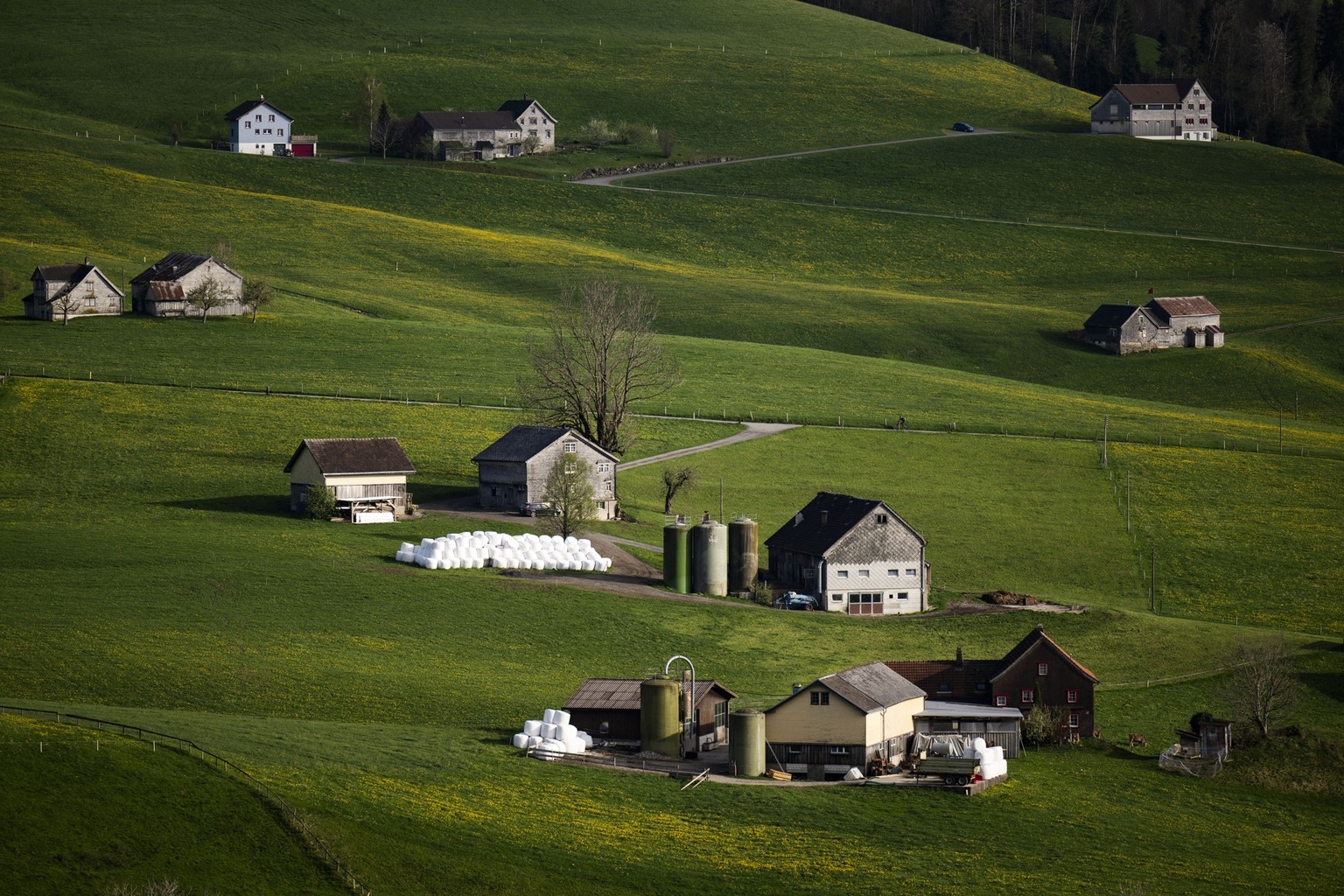 Streusiedlung mit Bauernhoefen und Blumen, aufgenommen am Donnerstag, 11. April 2024, in Appenzell. An der kommenden Landsgemeinde wird ueber die Revision der Kantonsverfassung abgestimmt. (KEYSTONE/G ...