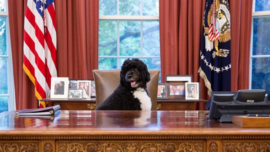 3 moments qui prouvent que Bo, le défunt chien d&#039;Obama, vivait sa meilleure vie. Watson