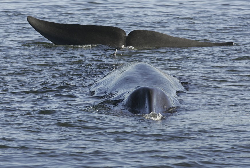 FILE - A fin whale is seen stranded, possibly stuck on its belly, in a shallow fjord on the western coast at Vejle, Denmark, on June 16, 2010. Iceland&#039;s government said Tuesday, June 11, 2024 tha ...