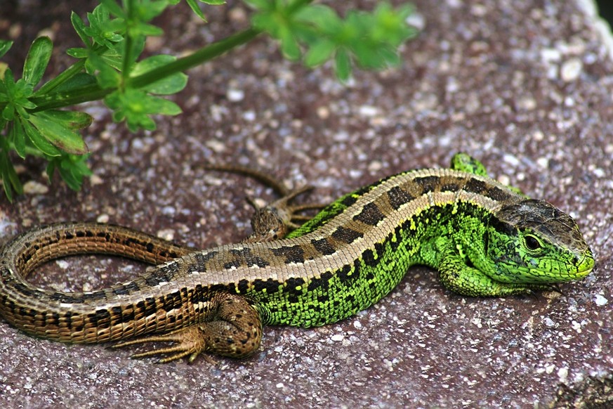 Zauneidechse Männchen / Lacerta agilis
Link: https://commons.wikimedia.org/wiki/File:M_Zauneidechse1_Edit1.jpg