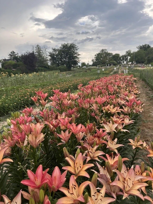 Bien que les fleurs du champ d’Evelyne et Samuel Mathis soient actuellement en pleine floraison, les visiteurs se font rares en raison de la chaleur.