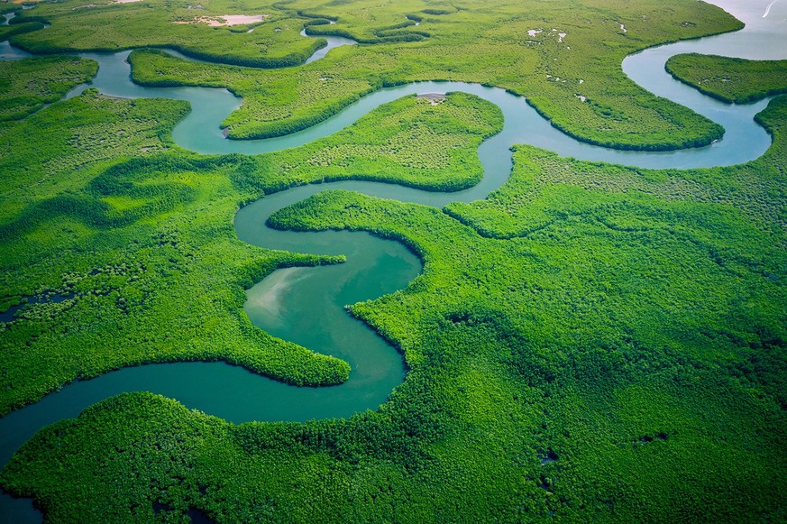 Gambia Mangroves. Aerial view of mangrove forest in Gambia. Photo made by drone from above. Africa Natural Landscape.