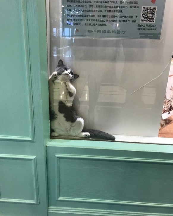 Die lustigsten Fails der Woche: Katze