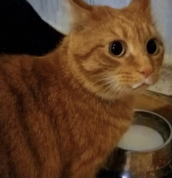 cute news tier katze

https://imgur.com/gallery/he-did-not-drink-any-milk-ok-Wrw1Kjk#/t/aww