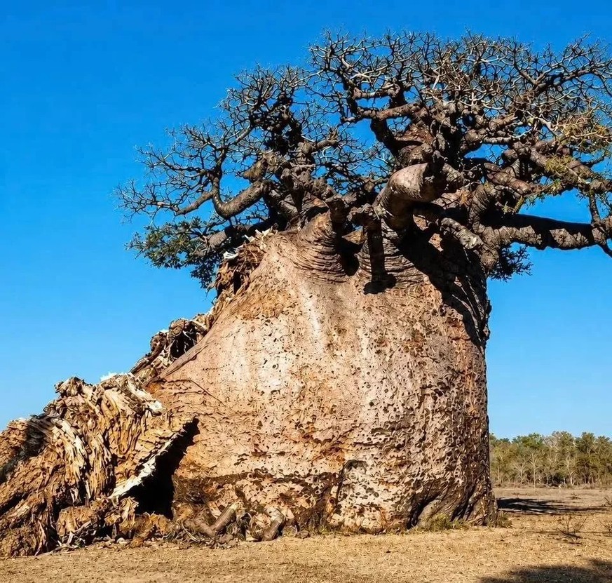 Tsitakakantsa, Baonbab auf Madagaskar.
https://preview.redd.it/tsitakakantsa-the-largest-baobab-tree-in-madagascar-is-v0-yy1uxmr1rp1h1.jpg?width=960&amp;amp;format=pjpg&amp;amp;auto=webp&amp;amp;s=f9e ...