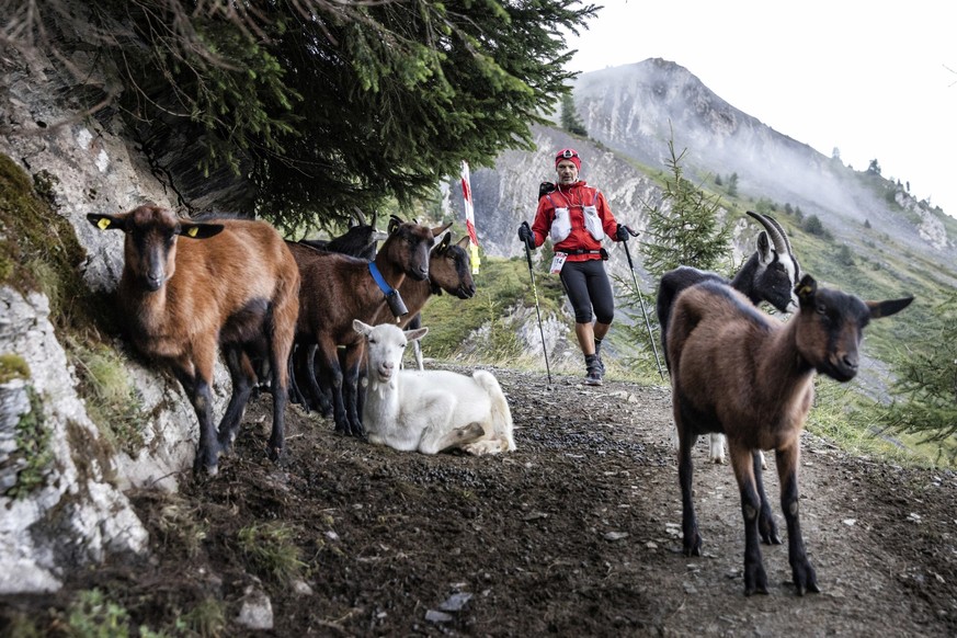 A competitor approaches some goats as he competes in the 170km Ultra-Trail of Mont-Blanc (UTMB) race, near Chamonix, French Alps, Sunday, Sept 2, 2018. (AP Photo/Laurent Cipriani)