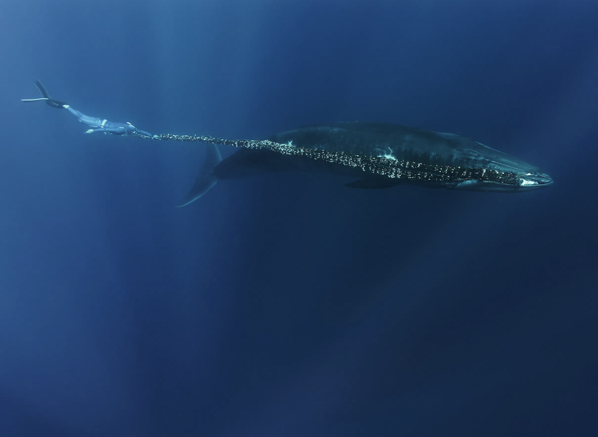 Une baleine de Bryde traîne un filet de pêche derrière elle, tandis qu'un plongeur tente de libérer l'animal.