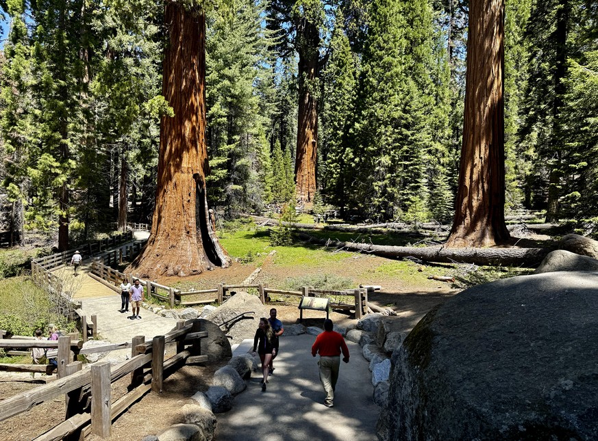Visitors walk in a giant sequoia grove near General Sherman, the world&#039;s largest tree, in Sequoia National Park, Calif. on May 21, 2024. A research team inspected the 275-foot tree for evidence o ...