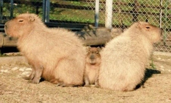 cute news tier capybara

https://www.reddit.com/r/capybara/comments/125cf8y/real_love/