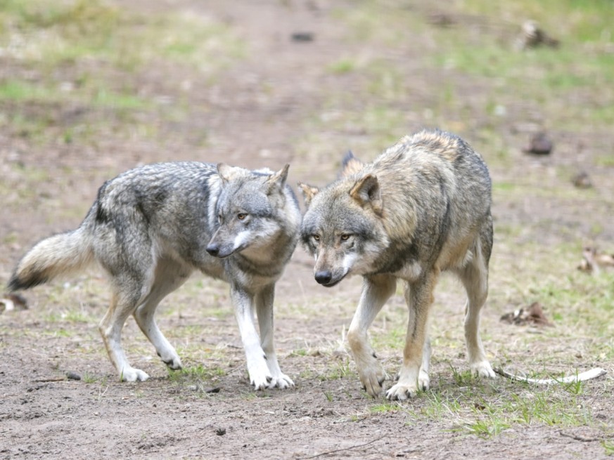 Deux loups adultes, puis quatre jeunes, se sont approchés à moins de dix mètres d'un groupe de randonneurs vendredi près de Sufers, dans les Grisons (photo symbolique).