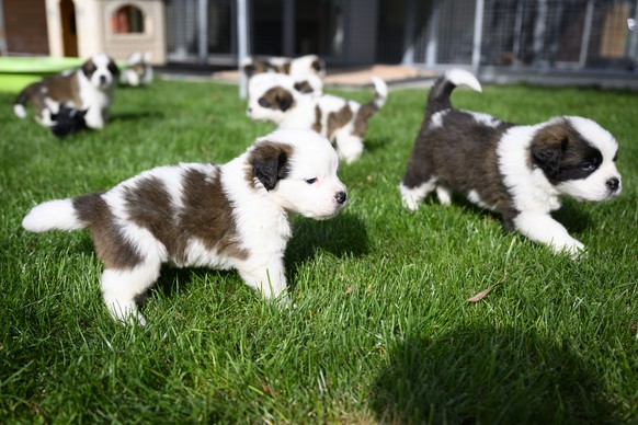 One month old puppies Sant-Bernard play in the grass at the Barry Foundation's kennel, in Martigny, Tuesday, August 30, 2022. The Saint Bernard dog "Edene du Grand St. Bernard" gave bir ...